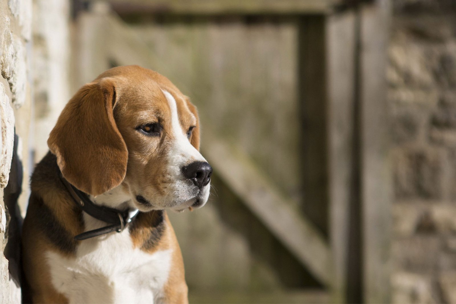 Pets Safety-Pet QR Tag and GPS